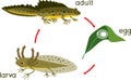 Newt life cycle. Sequence of stages of development of crested newt from egg to adult animal